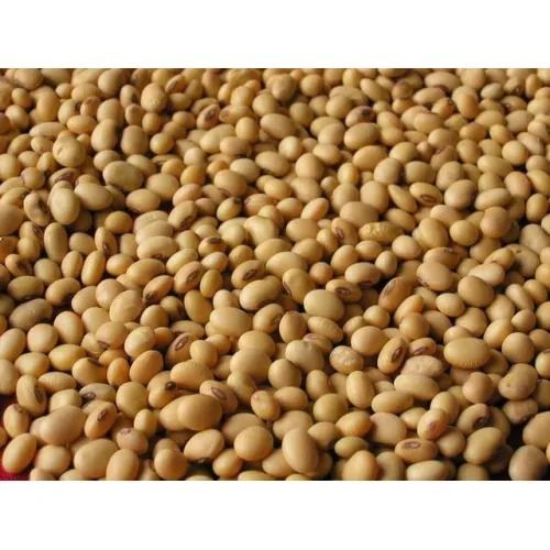 Soybean Seeds