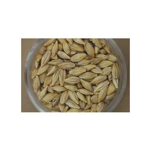 Barley Seeds