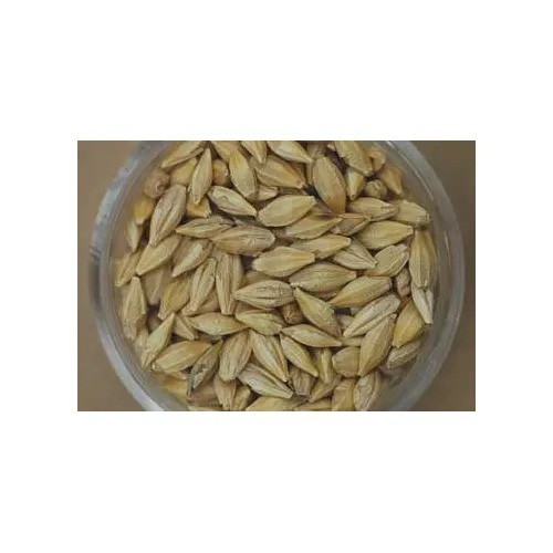 Barley Seeds