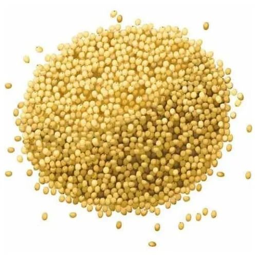 Sorghum Seeds