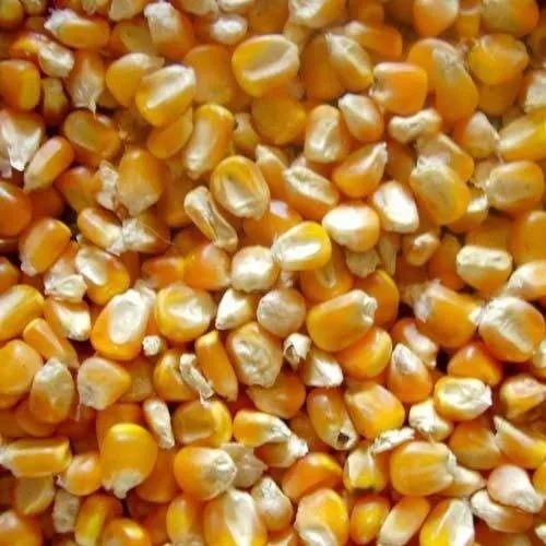 Yellow Maize Seeds